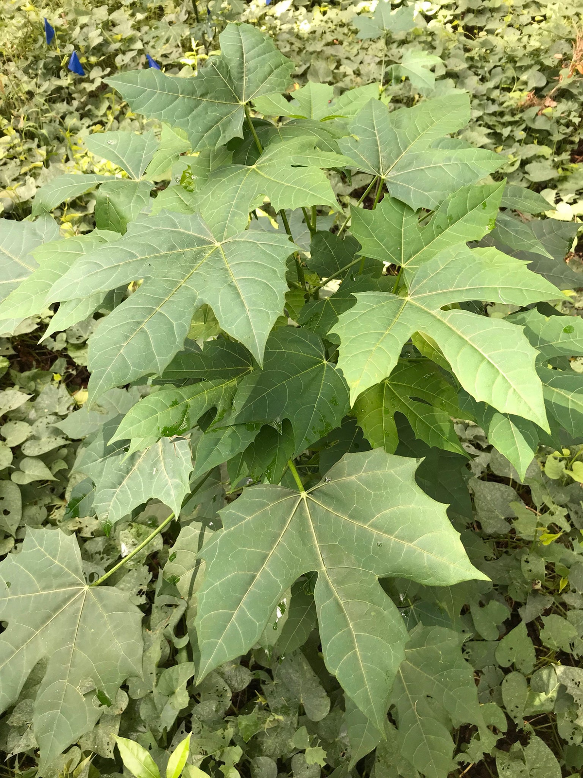 Maple Leaf Chaya Cuttings - SM Flat Rate Box (12-15 Pcs), Superfood Spinach Tree, Drought-Resistant, Easy to Grow, Nutrient-Rich Leaves