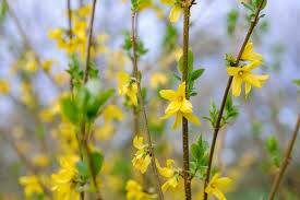 10 Forsythia Unrooted Cuttings (6-8") - Fast Growing Shrub for Rooting - Forsythia x intermedia, Yellow Blooms, Decorative Garden Plant