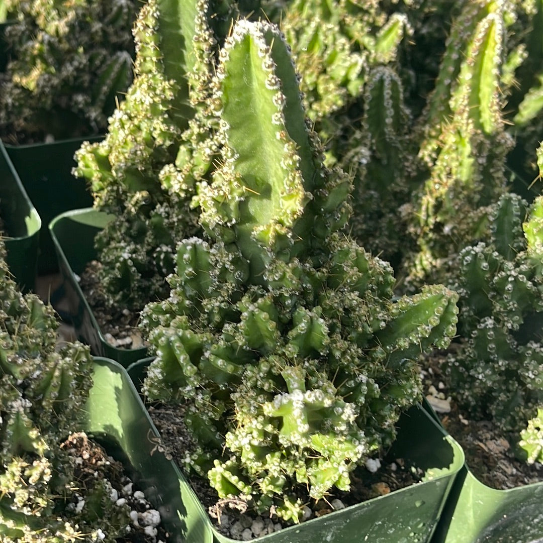Fairytale Cactus Top Cutting - 9-12" Rooted Rare Cactus, Fast-Growing, Drought-Tolerant, Air-Purifying, Showy Blooms, Indoor/Outdoor Plant