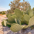 1 West Texas Prickly Pear Cactus Pad Segment - Opuntia lindheimeri Cutting for Planting & Propagation