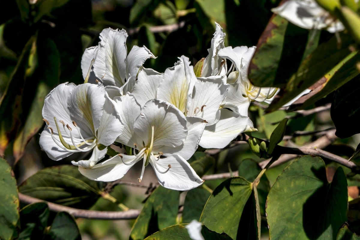 10 Seeds Bauhinia Alba – White Orchid Tree (Bauhinia variegata alba) | Stunning Flowering Plant for Planting