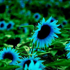 50 Midnight Oil Blue Sunflower Seeds - Rare Hybrid - Stunning Garden Flowers - Easy to Grow - Heirloom Seeds - Unique Floral Beauty