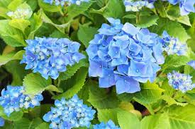 5 Blue Hydrangea Bushes - Hydrangea macrophylla | Old-Fashioned Variety | Live Flowering Plants for Garden Borders & Cottage Landscapes