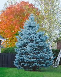 50 Blue Spruce Seeds - Picea pungens Trees, Colorado Blue Spruce, Evergreen Trees for Yard, Garden, & Landscaping, Hardy Conifer