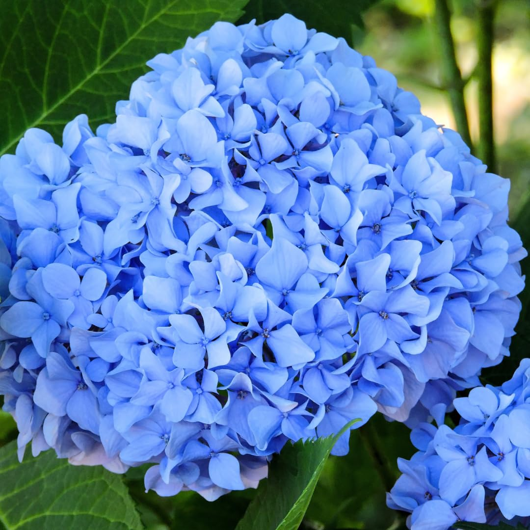 1 Blue Hydrangea Plant (Hydrangea macrophylla) 3-8" Tall, Fully Rooted Cutting, Live Garden Shrub, Beautiful Flowers, Indoor/Outdoor Plant