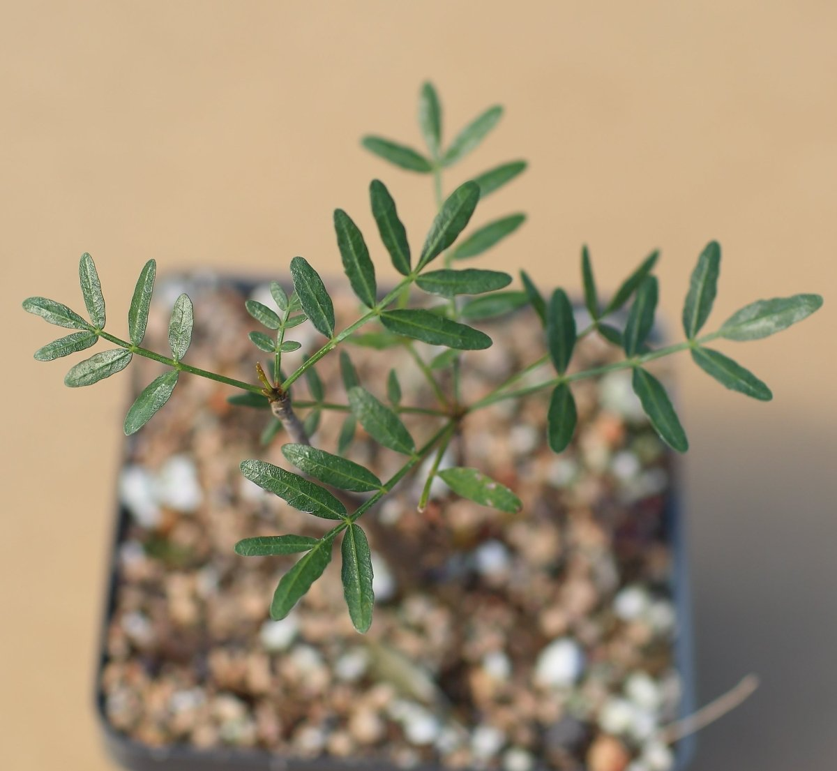 Bursera Microphylla Waterman Form 7" Rare Succulent Plant Arizona Native Bare Root