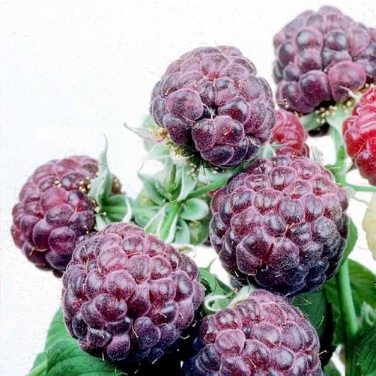 5 Glencoe Raspberry Plants - Thornless Purple Raspberry | Live Starter Plants | Edible Fruit Shrubs for Home Gardens & Berry Patches