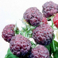 5 Glencoe Raspberry Plants - Thornless Purple Raspberry | Live Starter Plants | Edible Fruit Shrubs for Home Gardens & Berry Patches