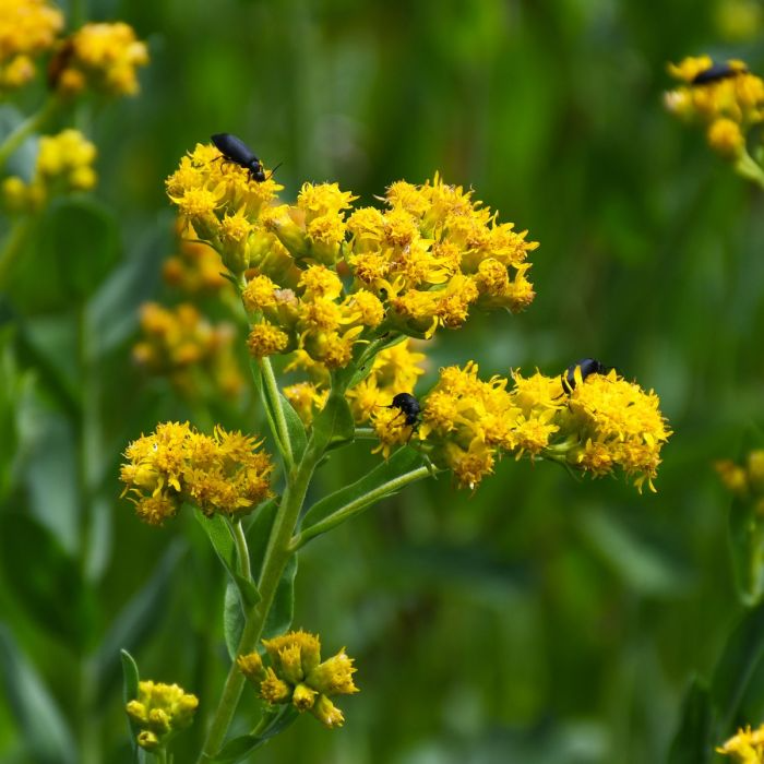 10 Goldenrod Plants - Bare Root Solidago nemoralis | Native Pollinator Wildflower | Perennial for Monarch & Bee Gardens