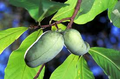 5 Pawpaw Trees - Asimina triloba | 6–8” Tall Live Bare Root Trees | Native Fruit Tree for Edible Landscaping & Food Forests