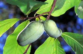 5 Pawpaw Trees - Asimina triloba | 6–8” Tall Live Bare Root Trees | Native Fruit Tree for Edible Landscaping & Food Forests