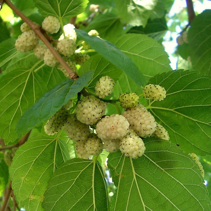 1 White Mulberry Tree - Morus alba | 1–2 ft Live Bare Root Tree | Fast-Growing Fruit Tree for Edible & Wildlife Gardens