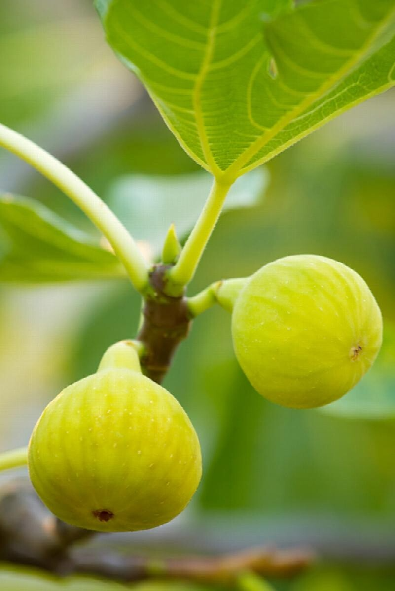 Desert King Fig Cuttings - 5 Pcs + FREE Willow Water, Sweet Honey Fruit, Self-Fertile, Zones 7-10, Fast-Growing, Rain-Resistant Variety