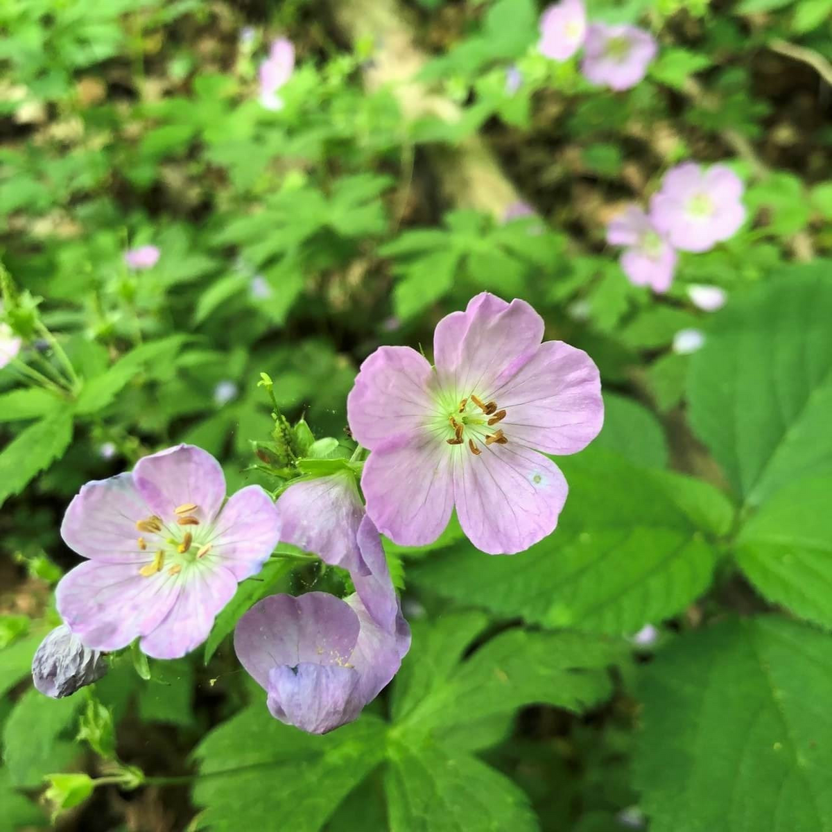 5 Cranesbill Wild Geranium Plants - Bare Root Geranium maculatum | Native Perennial Wildflower | Pollinator-Friendly Shade Plant