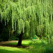 Salix babylonica Cutting, Weeping Willow Bonsai Stock, Thick Trunk, Deciduous Tree, USDA Zones 6-8