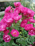 Pink Madame Norbert Levavasseur Cuttings - 4 Fresh Unrooted Stems - Container or Ground Planting