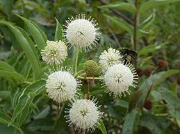 1 Buttonbush Plant - Cephalanthus occidentalis | 12-18” Bare Root | Native Shrub for Wetlands, Pollinators & Wildlife