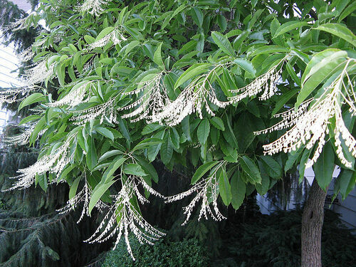 100 Lily of the Valley Sourwood Seeds (Oxydendrum arboreum), Honey Bee Tree, Fragrant White Flowers, Native Tree, Wildlife Friendly