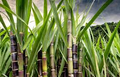 1 Rooted Sugarcane Plant 8" - Sweet Juicy Cutting, Ready to Plant, Saccharum officinarum, Perfect for Garden, Fresh Sugarcane, Easy to Grow