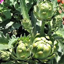 100+ Exotic Globe Artichoke Seeds for Planting | Rare Heirloom Vegetable | Grow Edible Perennial Plants for Garden or Raised Beds