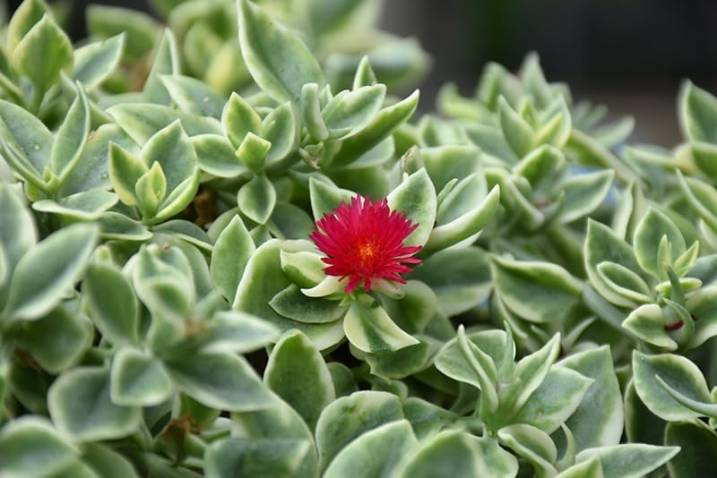 3 Variegated Baby Sun Rose Live Starter Plants - Aptenia Cordifolia Variegata, Trailing Succulent, Low Maintenance Groundcover