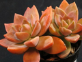 4 GraptoSedum "California Sunset" Unrooted Cuttings - 2-3” Succulent, Perfect for Propagation, Garden, Containers, and Indoor Decor