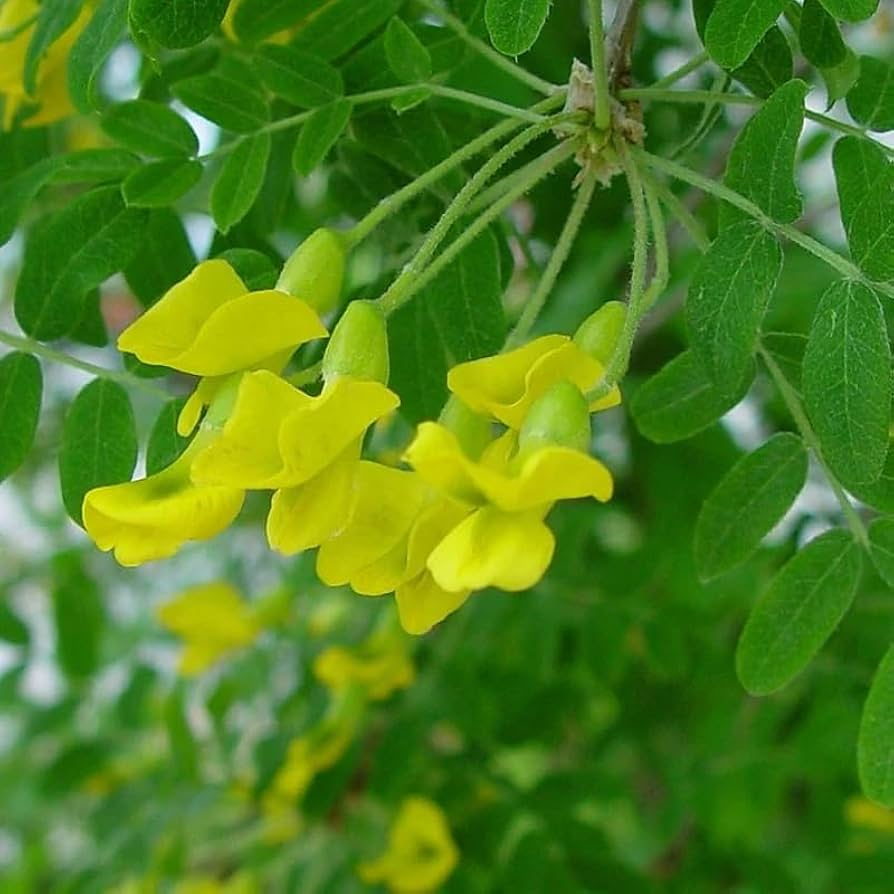 Caragana arborescens Seeds - 25 Count - Siberian Pea Tree - Nitrogen Fixing Shrub - Zone 2-7