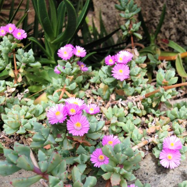 Oscularia deltoides Cuttings, 10 Unrooted Stems, Blue-Gray Succulent, Drought Tolerant, USDA Zones 9-11
