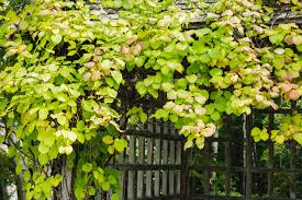 Hardy Arctic Kiwi Vine Cuttings | 6 Total (4F + 2M) | Actinidia arguta | Cold Hardy | Seedless Kiwi Plant for Garden