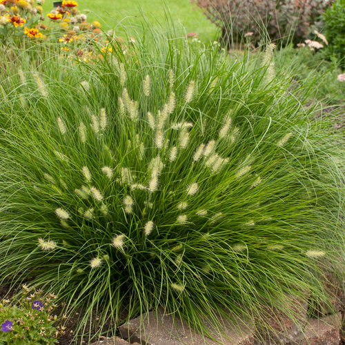 Pennisetum alopecuroides - 3 Sprouted Clumps, Fountain Grass, Zone 5-9