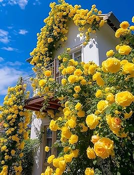 20 Yellow Climbing Rose Seeds - Fragrant Perennial Vine - Fast-Growing Flower for Trellis, Arbors & Fences - Easy to Grow