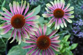 20 Green Twister Purple Coneflower Seeds – Rare Echinacea Seeds for Garden – Vibrant Blooms, Pollinator Friendly Flowers