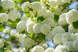 1 Japanese Snowball Viburnum - Viburnum plicatum | 12–18” Bare Root Shrub | Starter Landscape Plant with White Spring Blooms