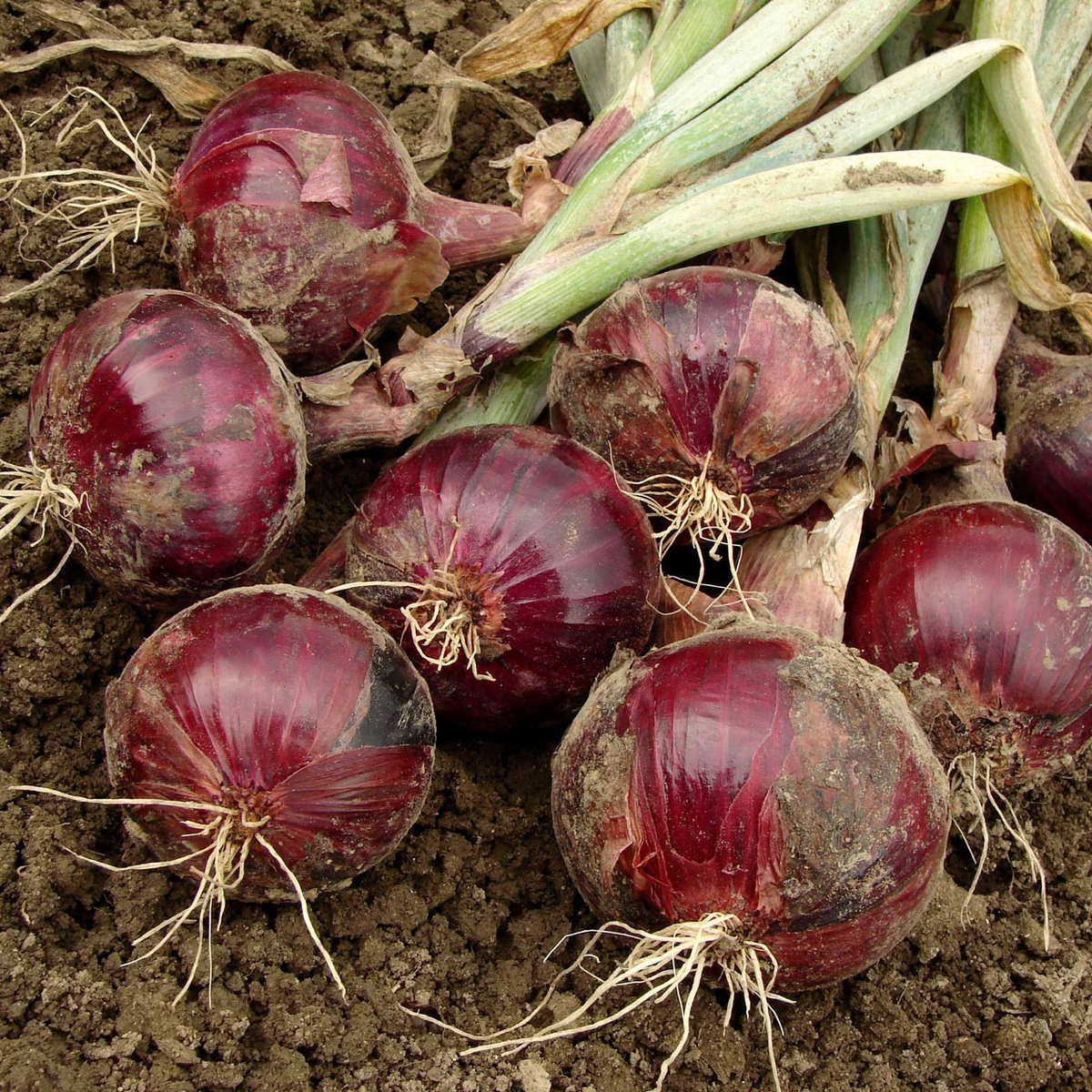 70 Seeds Onion Red Burgundy Short Day for Planting (Allium cepa) - Sweet, Mild Red Onions for Home Gardens, Ideal for Early Spring Planting