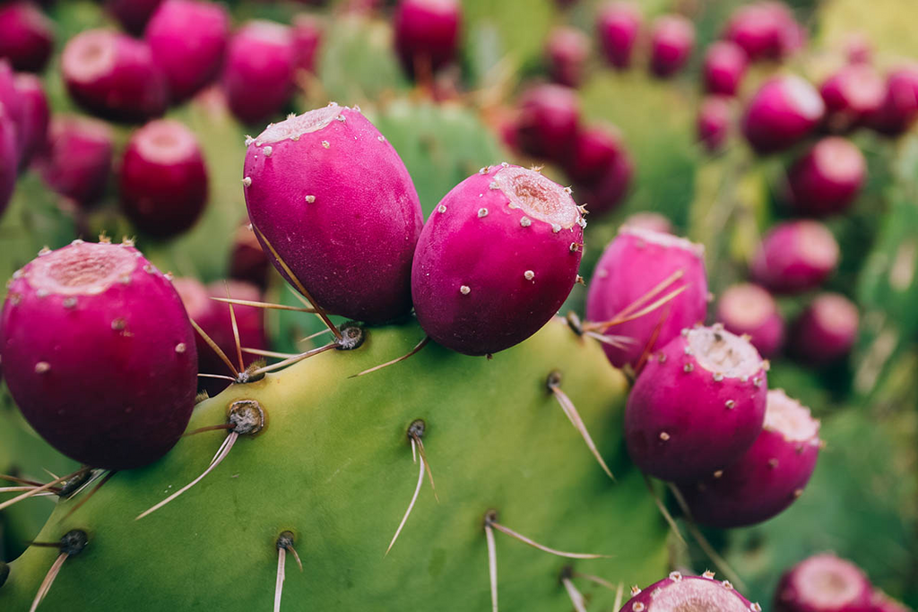 Opuntia ficus-indica Cuttings, 1 Rooted Pad, Texas Prickly Pear Cactus, Red Fruit, USDA Zones 8-11
