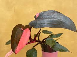 1 Pink Princess Philodendron Plant Unrooted Cutting, Rare Variegated, Philodendron "Pink Princess", Houseplant, Unique Pink & Green Foliage