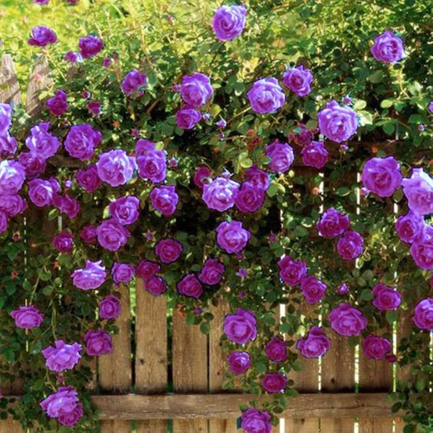 20 Purple Climbing Rose Seeds - Rare Fragrant Vine - Fast-Growing Perennial - Beautiful Garden Blooms - Easy to Grow