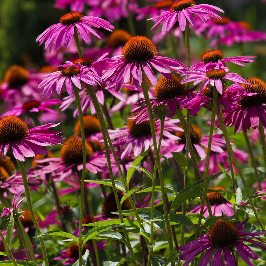 500+ Purple Coneflower Seeds | Echinacea purpurea | Non-GMO Perennial Wildflower for Pollinator Gardens & Borders