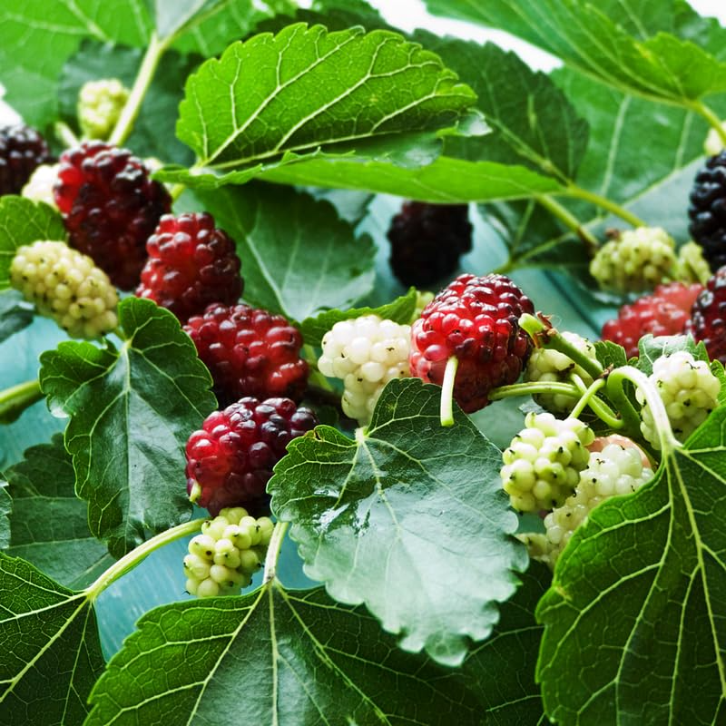 Illinois Everbearing Mulberry Live Plant 3-15" Tall Fruit Tree USDA Zones 4-8