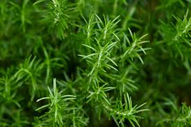 Rosemary Cuttings - 6 Live 4-6" Cuttings, Rosmarinus officinalis, Herb Propagation