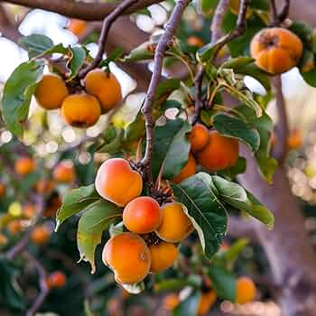 1 American Persimmon Tree - Diospyros virginiana | 12–24” Live Bare Root | Native Fruit Tree for Yards & Edible Landscapes