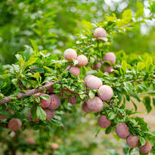 Prunus salicina Cuttings - 4 Count - Japanese Yellow Plum - Fruit Tree Propagation