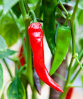 250 mg Sandia Hot Pepper Seeds - Capsicum annuum | New Mexican Heirloom for Planting, Spicy Chili Pepper for Salsas, Cooking, & Home Gardens