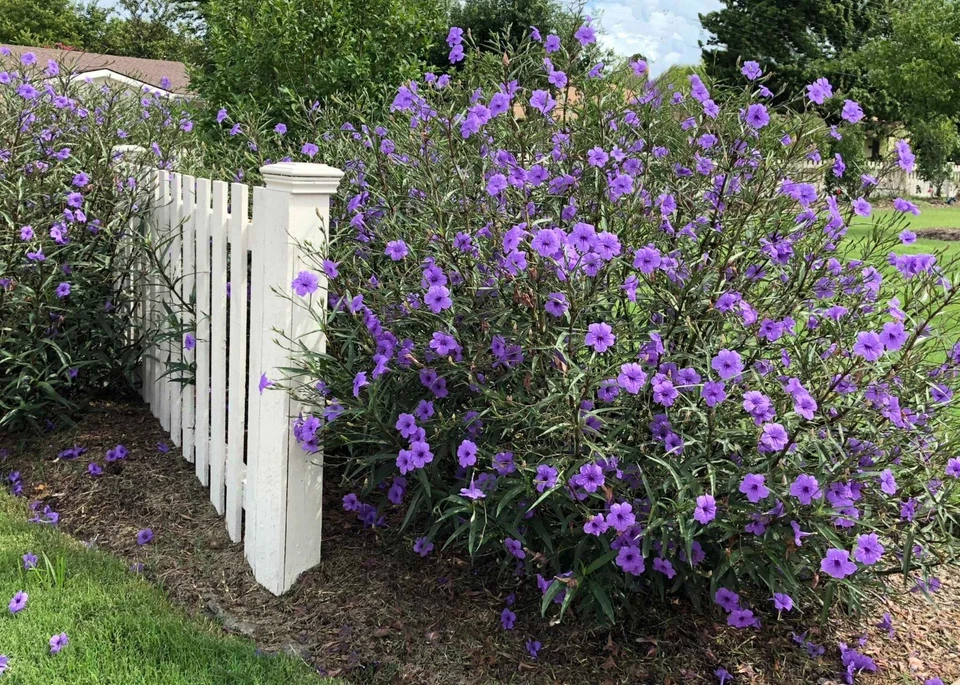 Mexican Petunia Cuttings - 10 Pcs, Purple Perennial, Fast-Growing, Attracts Hummingbirds & Butterflies, Zones 8-11