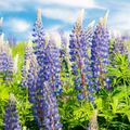 25 Seeds Lupine Perennial Blue for Planting – Lupinus perennis, Blue Flower, Hardy Plant, Easy to Grow, Attracts Pollinators, USDA Zones 3-9