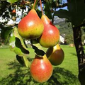 3 Moonglow Pear Tree Scions, Unrooted Cuttings 6-10 Inches for Grafting & Rooting – Pyrus communis, Sweet Edible Pear, Fruit Tree