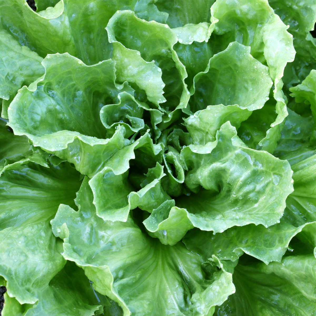850 Seeds Endive Broadleaf Batavian (Cichorium endivia) - Non-GMO, Heirloom, Bitter Green, Easy to Grow, Perfect for Salad & Garden Planting