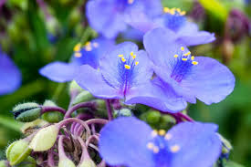 Tradescantia virginiana Cuttings - 10 Blue Spiderwort Stems, Rooted/Unrooted