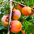 5 Persimmon Tree Seeds - Diospyros Virginiana Sugar Plum | Hardy Native Fruit Tree for Home Garden & Orchard | Cold-Tolerant