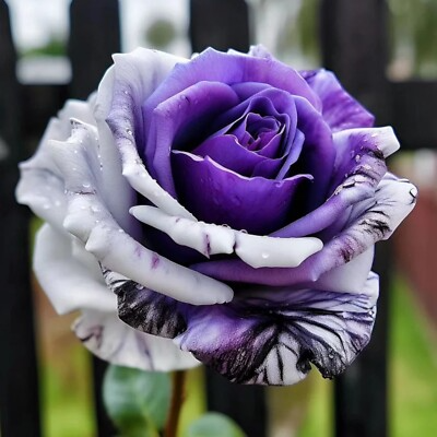 20 Rare Purple & White Twin Striped Rose Seeds - Unique Bicolor Blooms - Fragrant Perennial Flower - Easy to Grow - Heirloom Variety
